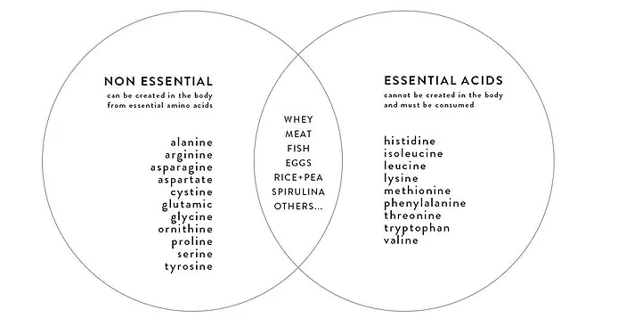 Non Essential and Essential Acids
